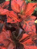 Acalypha