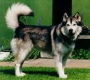 Alaskan Malamute