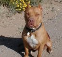 American Staffordshire Terrier