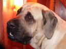 English Mastiff