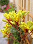 Anigozanthos