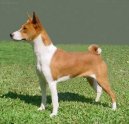 Congo Dog
