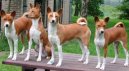 Congo Dog