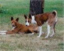 Congo Dog