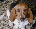 Basseti \(Dog standard\)