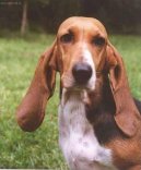Basseti \(Dog standard\)
