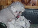 Bichon  poil fris, Bichon Frise