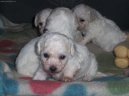 Bichon  poil fris, Bichon Frise