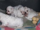 Bichon  poil fris, Bichon Frise