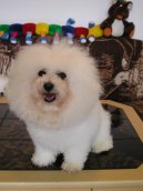 Bichon  poil fris, Bichon Frise