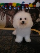 Bichon  poil fris, Bichon Frise