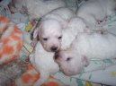 Bichon  poil fris, Bichon Frise