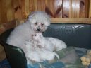 Bichon  poil fris, Bichon Frise