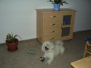 Bichon  poil fris, Bichon Frise