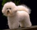 Bichon  poil fris, Bichon Frise