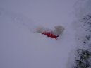 Bichon  poil fris, Bichon Frise