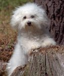 Bichon  poil fris, Bichon Frise