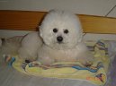 Bichon  poil fris, Bichon Frise