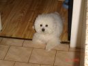 Bichon  poil fris, Bichon Frise