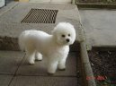 Bichon  poil fris, Bichon Frise