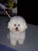 Bichon  poil fris, Bichon Frise