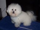 Bichon  poil fris, Bichon Frise