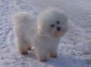 Bichon  poil fris, Bichon Frise