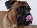 Bullmastiff