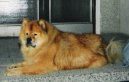 Chow Chow