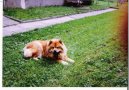 Chow Chow