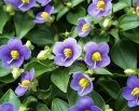 Exacum affine