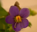 Exacum affine