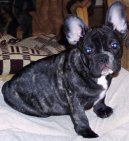 Bouledogue francais, French Bulldog
