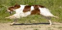 Irish Red and White Setter