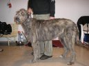 Irish Wolfhound