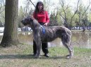 Irish Wolfhound