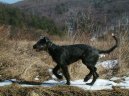 Irish Wolfhound