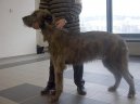 Irish Wolfhound