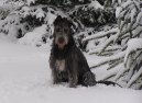 Irish wolfhound \(Dog standard\)