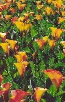 Zantedeschia