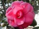 Camelia