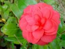 Camelia