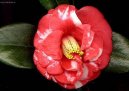 Camelia