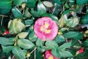 Camelia