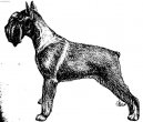 Schnauzer