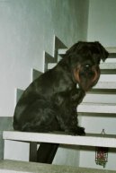 Schnauzer
