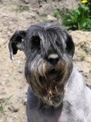 Schnauzer