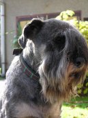 Schnauzer