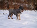 Schnauzer