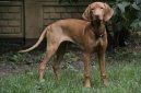 Rvidszr Magyar Vizsla, Hungarian Short-haired Pointing Dog